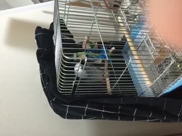 うちのヨウムが焼き鳥と言い出した。