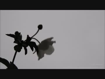 台風で踊る花