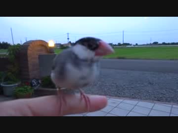 自由気ままな桜文鳥