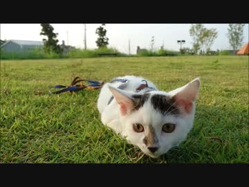 【捨て猫５０】1分間耐久にらめっこ(*ﾟェﾟ*)