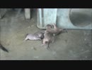 ミーアキャットの赤ちゃん