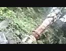 小山ひな子のﾂｲｷｬｽ.ﾗｲﾌﾞ[興亜観音４/9]観音像編in伊豆山