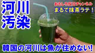 【韓国の河川は汚過ぎ】　酸素が無くて魚が浮いた！