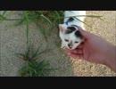 【捨て猫５１】お散歩中にリード外したら逃げた（涙）