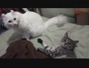 【小雪と】毛づくろいからのバトルファイッ【小梅】