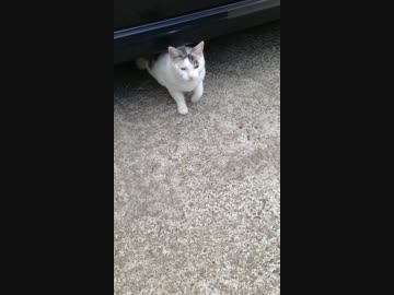 少しドジっこな野良猫様