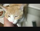 捨て猫たちとの再会！おかえりと鳴く猫