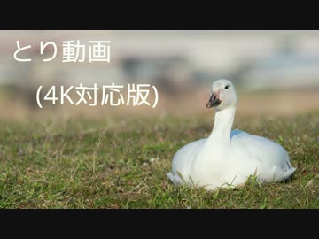 とり動画(4K対応版だった･･･)【少し視聴注意】