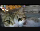ねこにゃんにゃん  ３