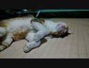 触られて幸せそうな猫。おきません。