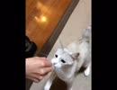うちの大黒ばしにゃ