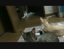 久しぶりの飼い主にデレデレな猫たち