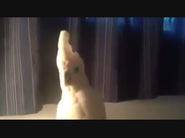 鳴き声が完全に猫なタイハクさん