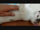 【捨て猫５２】外から帰宅したらめちゃくちゃ甘え状態に