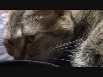 拾いねこ＠生後1506/1473日目　今日から天王山だねぇ。