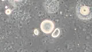 アメーバのように泳ぐ油の粒を発見