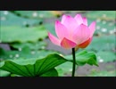 【NNIオリジナル曲】Lotus Pond