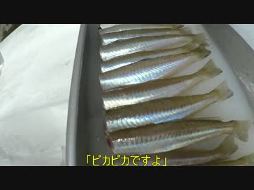 【にしやんFC】釣れたて"活"キスを刺身用に！