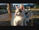 【捨て猫５３】公園のベンチと猫と蝉