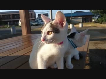 【捨て猫５３】公園のベンチと猫と蝉