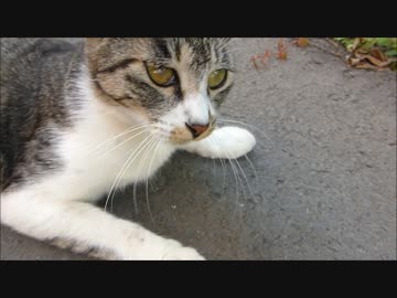 ずっとついて来るんだが・・・