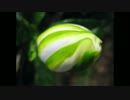 【オリジナル曲】flower bud【ニコニコインディーズ】
