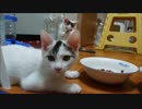 【捨て猫５４】おうちごはん