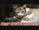 帰省時に猫様の下僕として給仕係をしてみた。