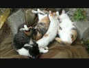 猫団子を作るのが好きな野良子猫達