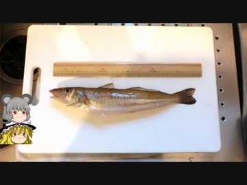 釣ったシロギスを天丼にします。