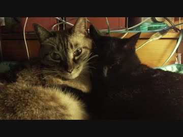 【133】ジャン❤︎ポン　見ると幸せになる動画　優しい猫達