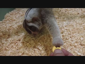 お金を食べようとするスローロリス