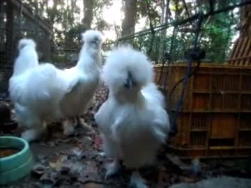 変なおじさんとこの　鶏さん１５３　もふもふがいっぱいだぉぉぉおお