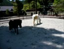 20160501丹生川上神社下社