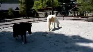 20160501丹生川上神社下社