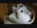 【捨て猫５５】猫タワー試し乗り
