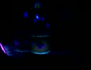 !!音量注意!! 宮島宿泊太鼓イベント＠2015.8★その4