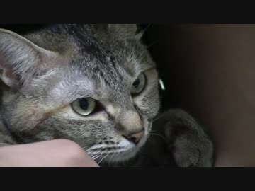 拾いねこ＠生後1510/1477日目　今月の爪きり～。