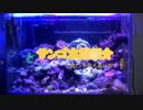 サンゴ水槽紹介＆水槽立ち上げ予告動画