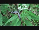 【2016.8.26】芋虫嫌い【職場の教養】