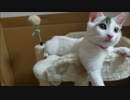 【捨て猫５６】病院の報告ですます