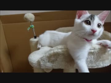 【捨て猫５６】病院の報告ですます