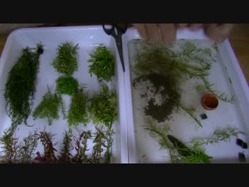 肥料入れすぎの大磯水草水槽立ち上げ！！[コッケコケにしてやんよ！]①