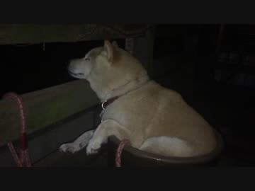 夜も鉢犬2