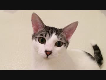 猫達がお風呂で探検するだけ