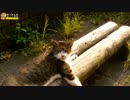 サバシロと懐かないハチワレ