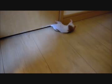 ハムスターがリビングのドアを削り取っている件