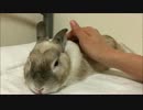 うさぎをもむ動画