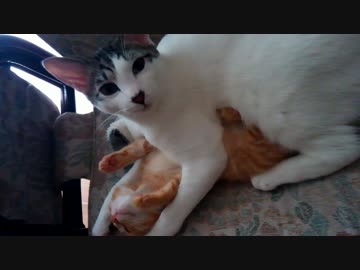 じゃれあう猫【こっち見んな】