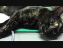 声が出ないのぉぉぉ